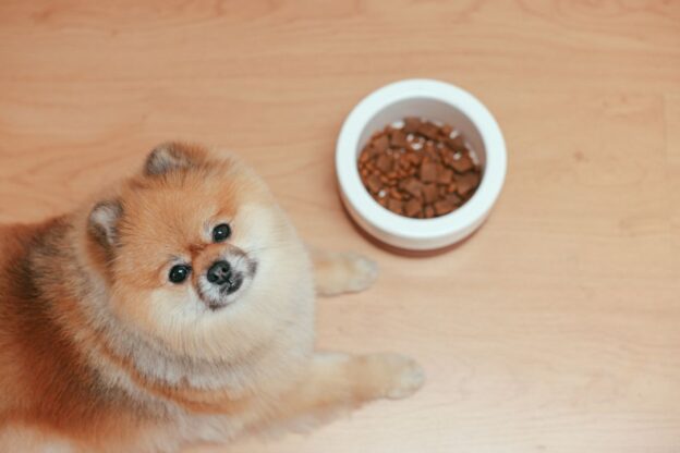 Acana-kutyatap_pic1